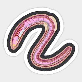 Organs of an Earthworm -- Posed as a Dragon Sticker